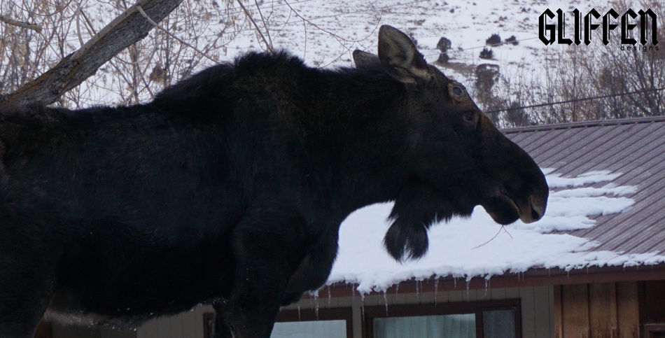 This little visitor came by our house this morning.