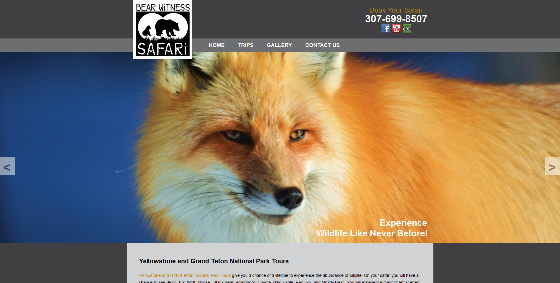 bear-witness-homepage