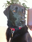 Hoover (dog) - Security Guard at Gliffen Designs