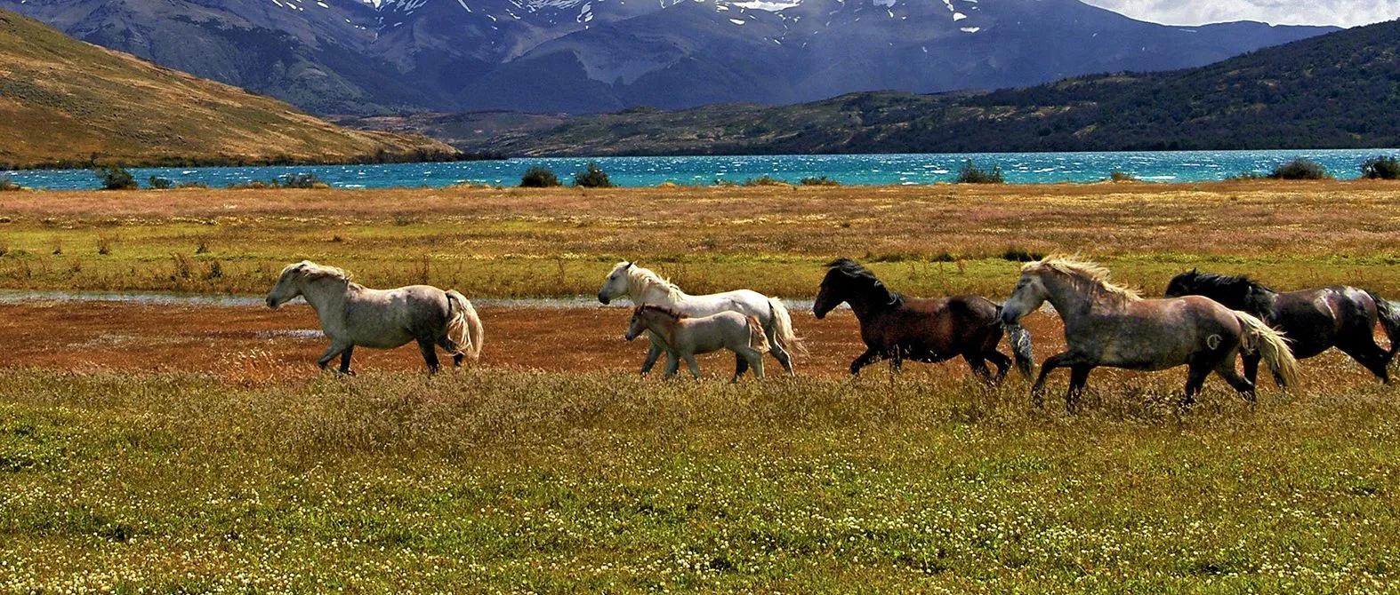 horses running in a field