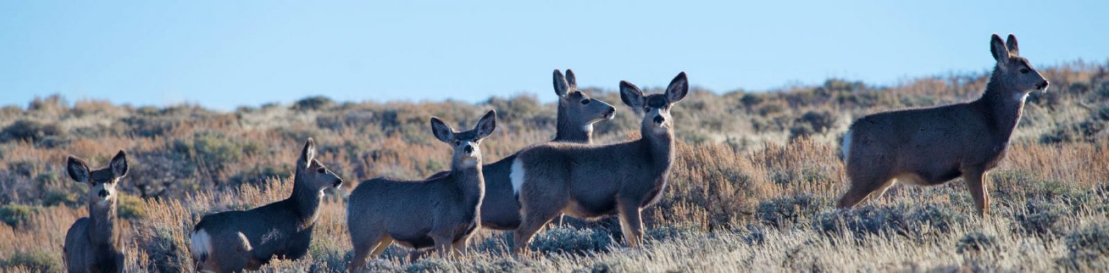 muledeer in field