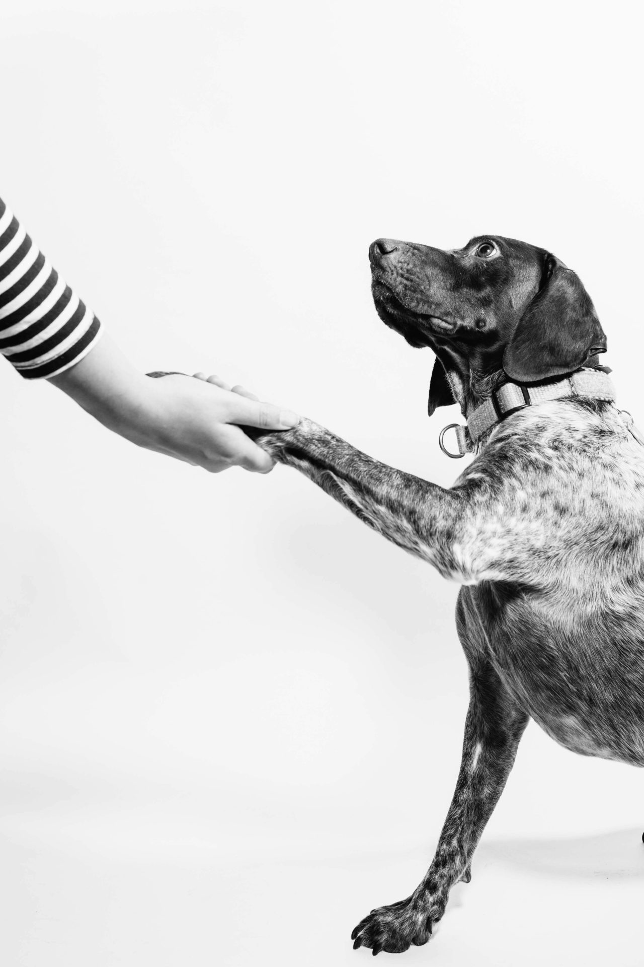 Grey-scale image of dog shaking hand