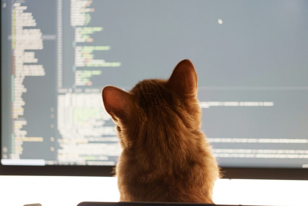Image of cat looking at code